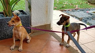 Celeste &amp; Chara - Mixed Breed Dog