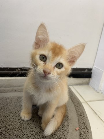 Apple - Domestic Short Hair Cat