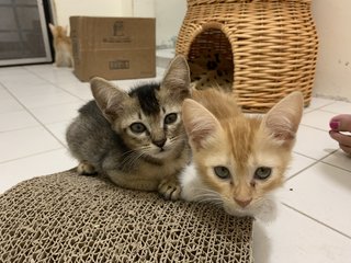 Acorn and his sister Maple