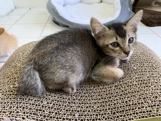 Acorn - Domestic Short Hair Cat