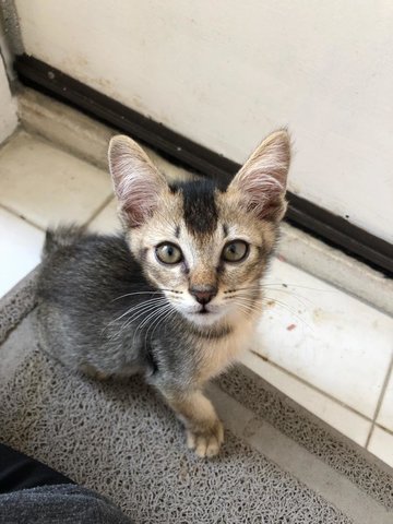 Acorn - Domestic Short Hair Cat