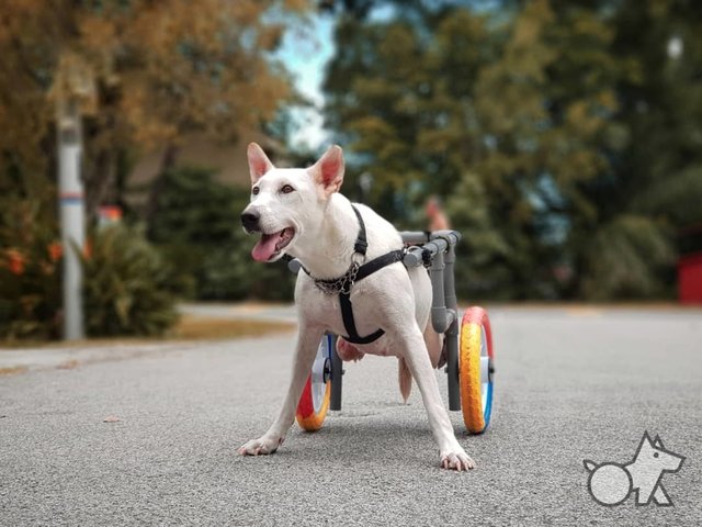 Nelly A Paralyzed Dog - Mixed Breed Dog