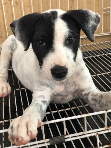 Snow - Fox Terrier Dog