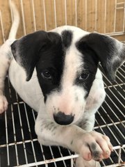 Snow - Fox Terrier Dog