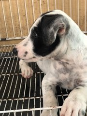 Snow - Fox Terrier Dog