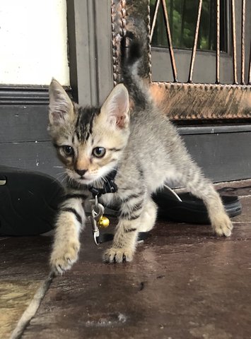 Loki - Domestic Short Hair Cat