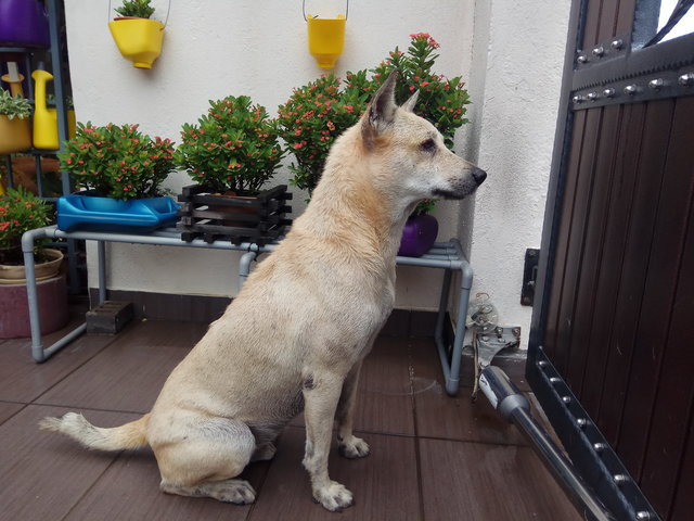 Mas - Mixed Breed Dog