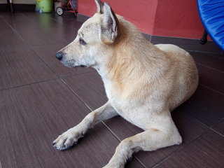 Mas - Mixed Breed Dog