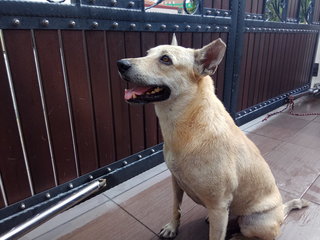 Mas - Mixed Breed Dog