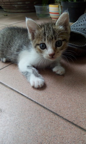 Kacang - Domestic Short Hair Cat