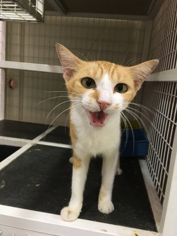 Orange  - Domestic Short Hair Cat