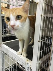 Orange  - Domestic Short Hair Cat