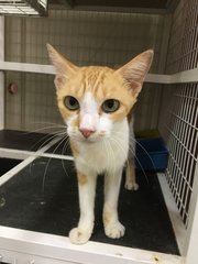 Orange  - Domestic Short Hair Cat