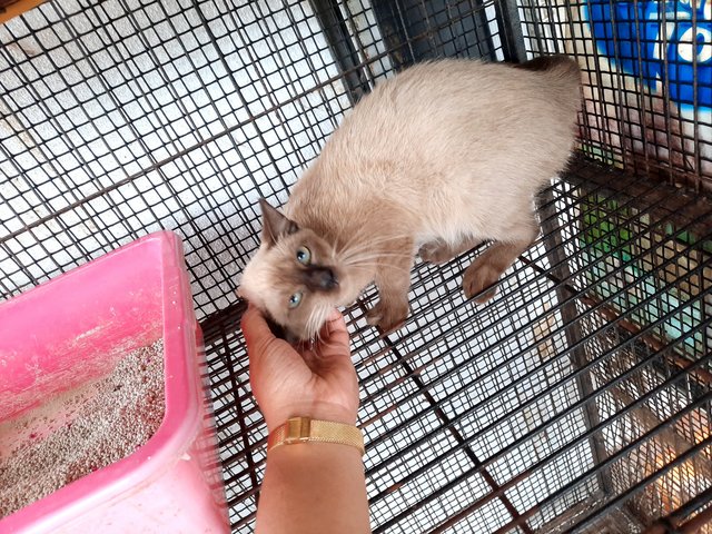 Princess &amp; Pretty - Domestic Long Hair + Siamese Cat