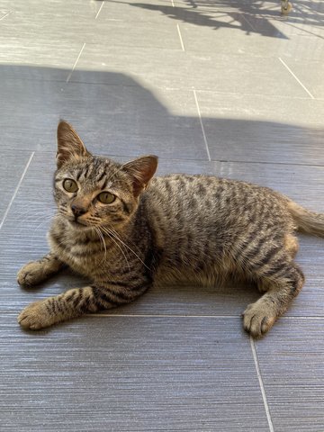 Shiro/ Ramba  - Domestic Short Hair Cat