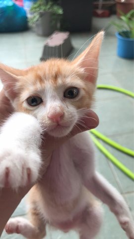 The Triplets  - Domestic Short Hair Cat