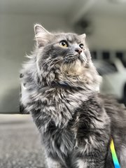 Nibblar - Persian + Domestic Short Hair Cat