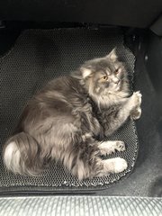 Nibblar - Persian + Domestic Short Hair Cat