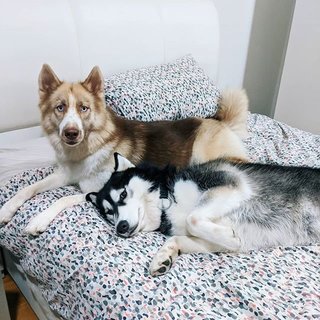 Yoshi And Kaya - Husky Dog