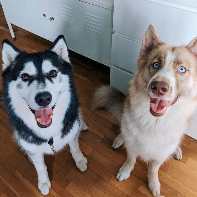 Yoshi And Kaya - Husky Dog