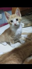 Yao Yao - Domestic Short Hair + Tabby Cat