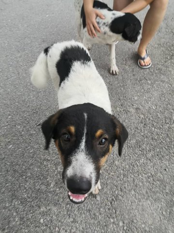 Egg Yolk And Quiche - Mixed Breed Dog