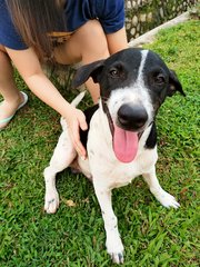 Egg Yolk And Quiche - Mixed Breed Dog