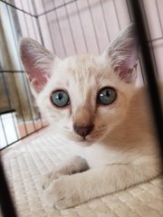 Dou Dou - Siamese Cat