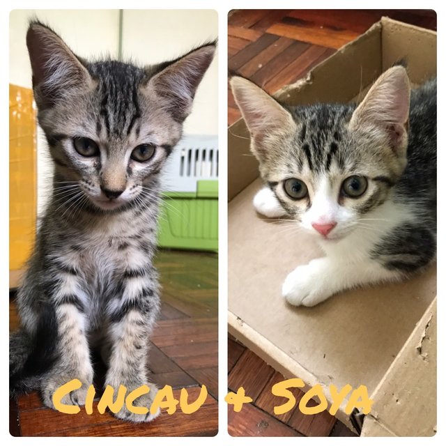 Soya &amp; Cincau - Domestic Short Hair Cat