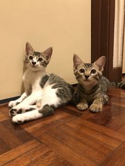 Cincau And Tempeh - Domestic Short Hair Cat