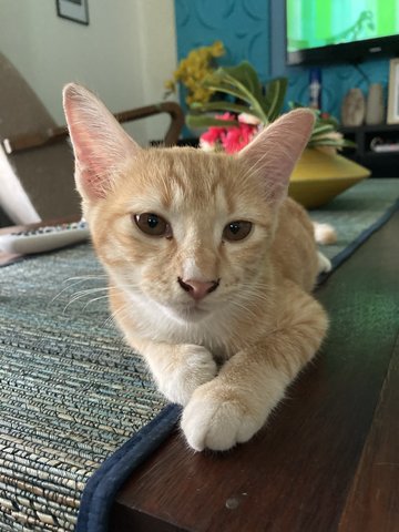 Cheddar  - Domestic Short Hair Cat