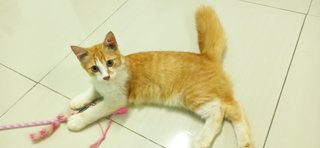 Syawal - Domestic Medium Hair Cat