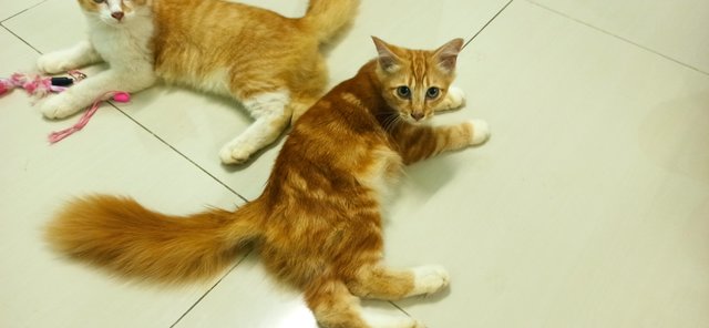 Thoriq - Domestic Medium Hair Cat