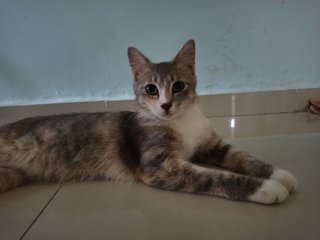 Wisuki - Domestic Short Hair Cat