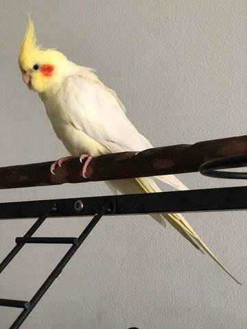 Penny - Cockatiel Bird