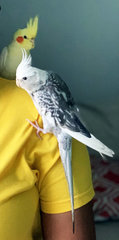 Lost cockatiel "Smoky"