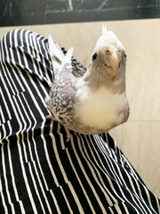 Lost cockatiel "Smoky"