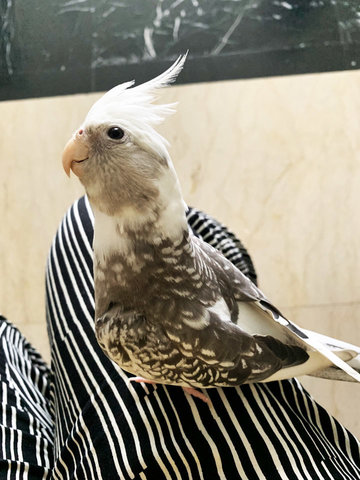 Smoky - Cockatiel Bird