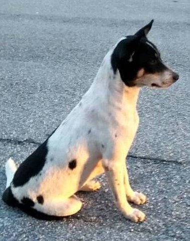 Bubblegum - Mixed Breed Dog