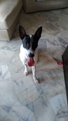 Oreo - Mixed Breed Dog