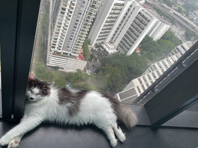 Cutie - Domestic Long Hair + Norwegian Forest Cat Cat