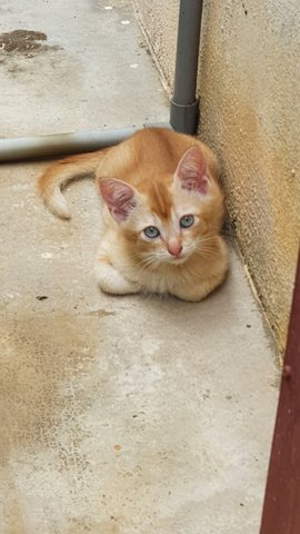 Ginger And Siblings - Domestic Short Hair Cat