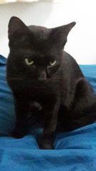 Bagheera - Domestic Short Hair Cat