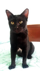 Bagheera - Domestic Short Hair Cat