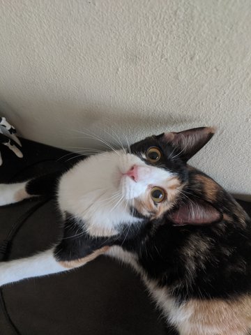 Neko [Urgent] - Calico + Domestic Medium Hair Cat