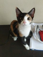 Neko [Urgent] - Calico + Domestic Medium Hair Cat