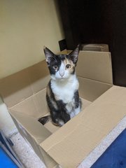 Neko [Urgent] - Calico + Domestic Medium Hair Cat