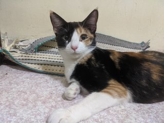 Neko [Urgent] - Calico + Domestic Medium Hair Cat