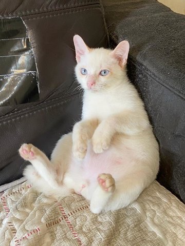 Casper - Domestic Short Hair Cat