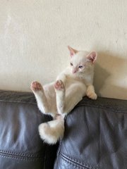 Casper - Domestic Short Hair Cat